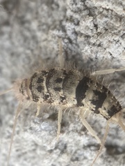 Thermobia domestica