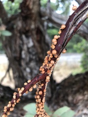 Eriococcus coriaceus