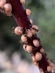 Eriococcus coriaceus