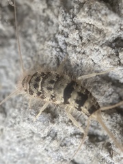 Thermobia domestica