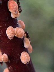 Eriococcus coriaceus