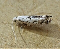 Eumetriochroa panacitorsens