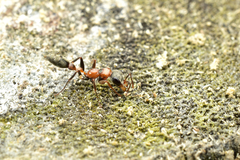 Pseudomyrmex gracilis