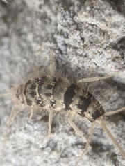 Thermobia domestica