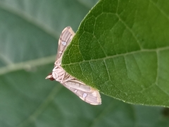Prophantis adusta