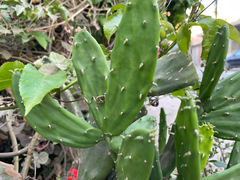 Opuntia ficus-indica