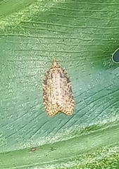 Polyortha