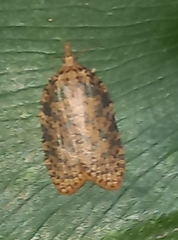 Polyortha