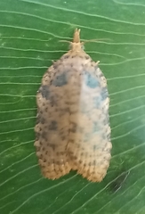 Polyortha