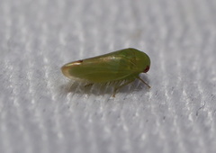 Batracomorphus