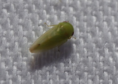Batracomorphus