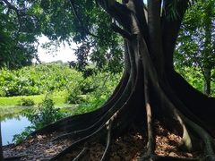 Ficus obtusifolia