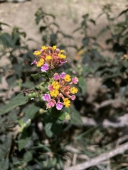 Lantana camara