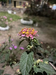 Lantana camara