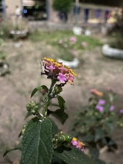 Lantana camara