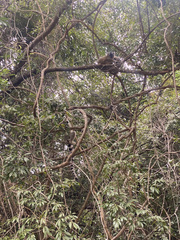 Eulemur rufifrons