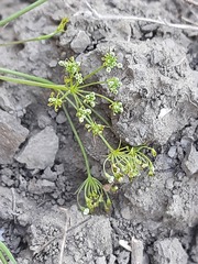 Falcaria vulgaris