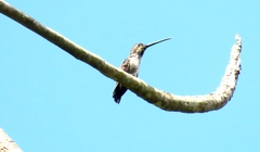 Heliomaster longirostris