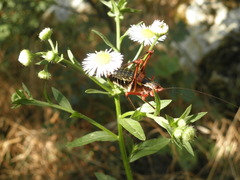 Barbitistes vicetinus