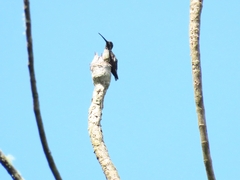 Heliomaster longirostris
