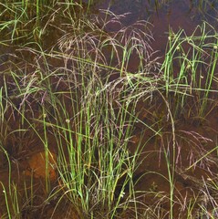 Eragrostis heteromera