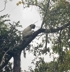 Propithecus verreauxi