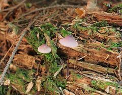 Mycena purpureofusca