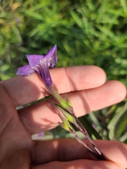 Ruellia simplex