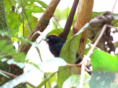 Tachyphonus delatrii