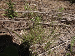 Campanula rotundifolia
