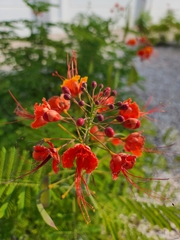 Caesalpinia pulcherrima