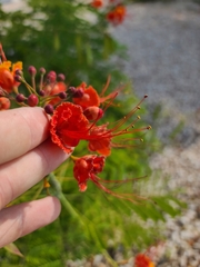 Caesalpinia pulcherrima