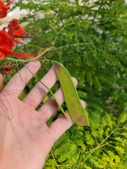 Caesalpinia pulcherrima