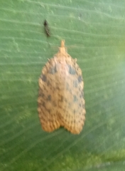 Polyortha