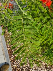 Caesalpinia pulcherrima