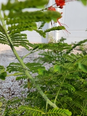 Caesalpinia pulcherrima