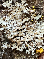 Physcia phaea