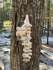 Rigidoporus populinus