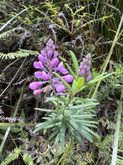 Comesperma ericinum