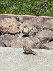 Passer domesticus