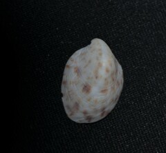 Crepidula maculosa