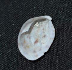 Crepidula maculosa