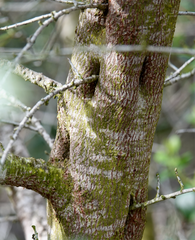 Ceanothus megacarpus