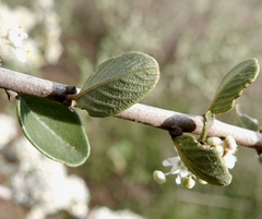 Ceanothus megacarpus