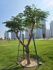 Delonix regia