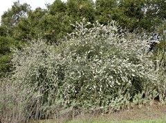 Ceanothus megacarpus