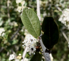 Ceanothus megacarpus