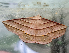 Sarcinodes aequilinearia