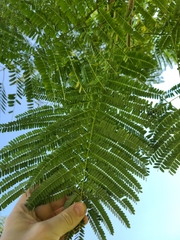 Delonix regia