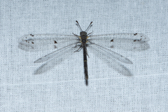 Protoplectrini